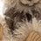 Fizzgig (Pre-Order) - Geppetto's Workshop